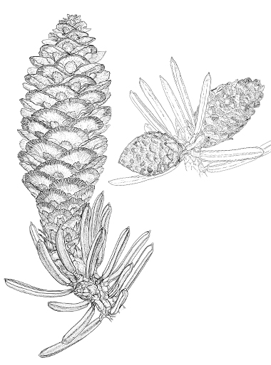 Picea omorica Blüten